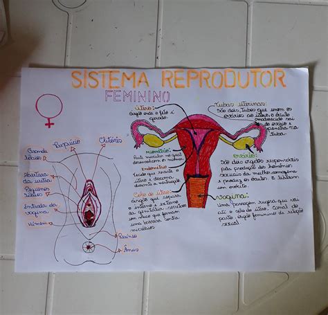 baginas|Órgão sexual feminino e anatomia: o corpo por dentro e por fora!